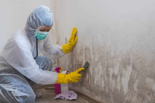Crawl Space Mold Removal in Auburn Hills, MI