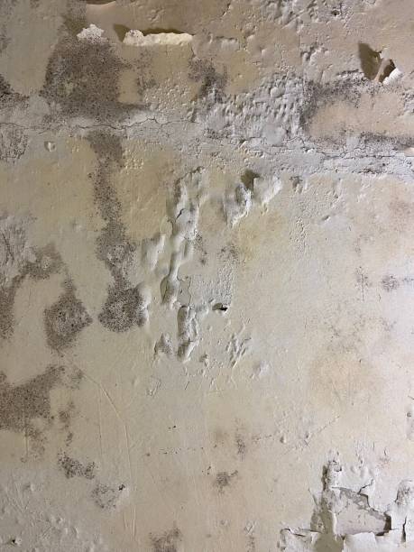 Best Commercial Mold Removal  in Auburn Hills, MI