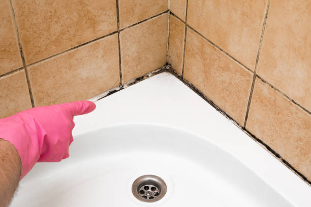 Certified Mold Removal in Auburn Hills, MI